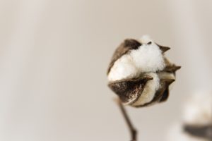 Top 16 Interesting Facts About Cotton
