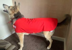 How to make a waterproof dog coat